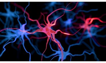 Imagen Neurobiología del Estrés y Laboratorio Clínico – PINE